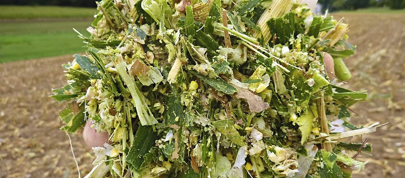 Ensilage frais -